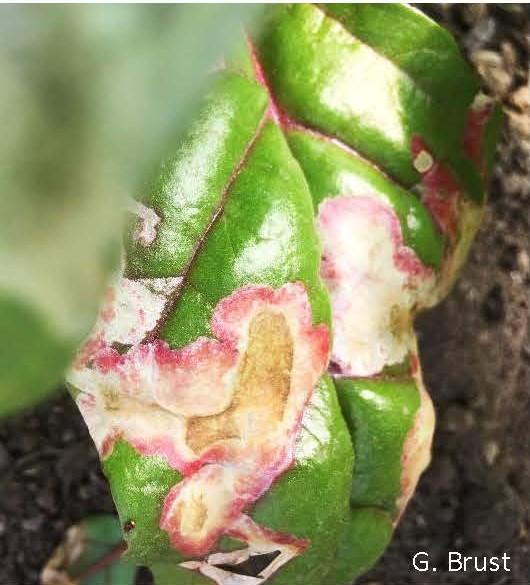 Leaf mine turning brown