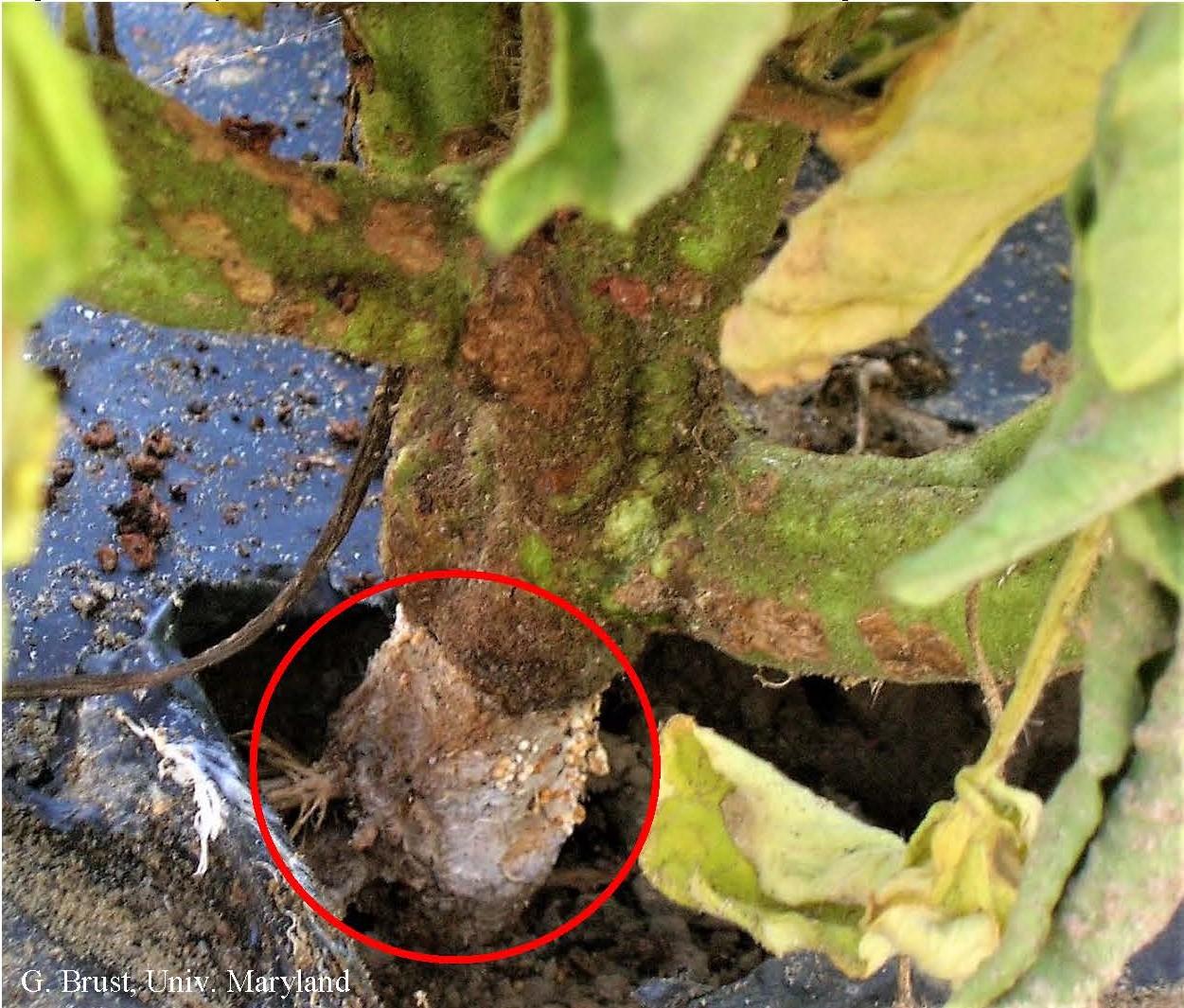 Fig. 1 White mycelia and tan-white sclerotia of southern blight disease at base of tomato