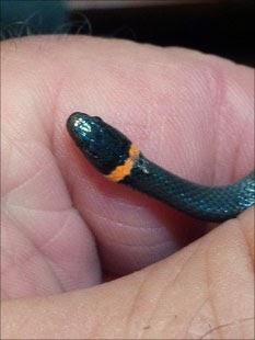 Snake in hand