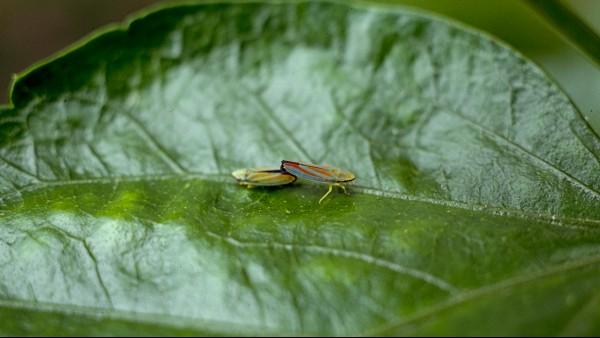 leafhoppers mating