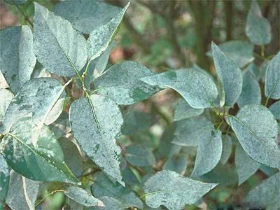Powdery mildew commonly infects lilac