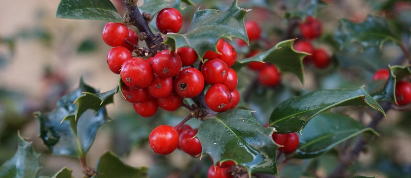 holly with red berries