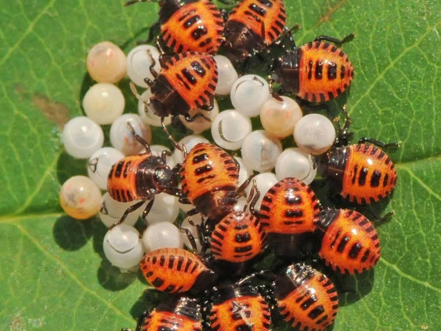 Brown marmorated stink bug and nymphs