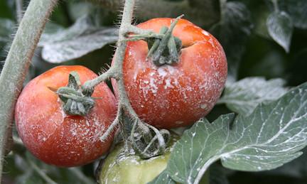 Tomatoes sprayed with kaolin clay