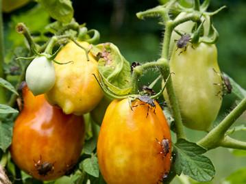Stink bug damage on Roma tomatoes