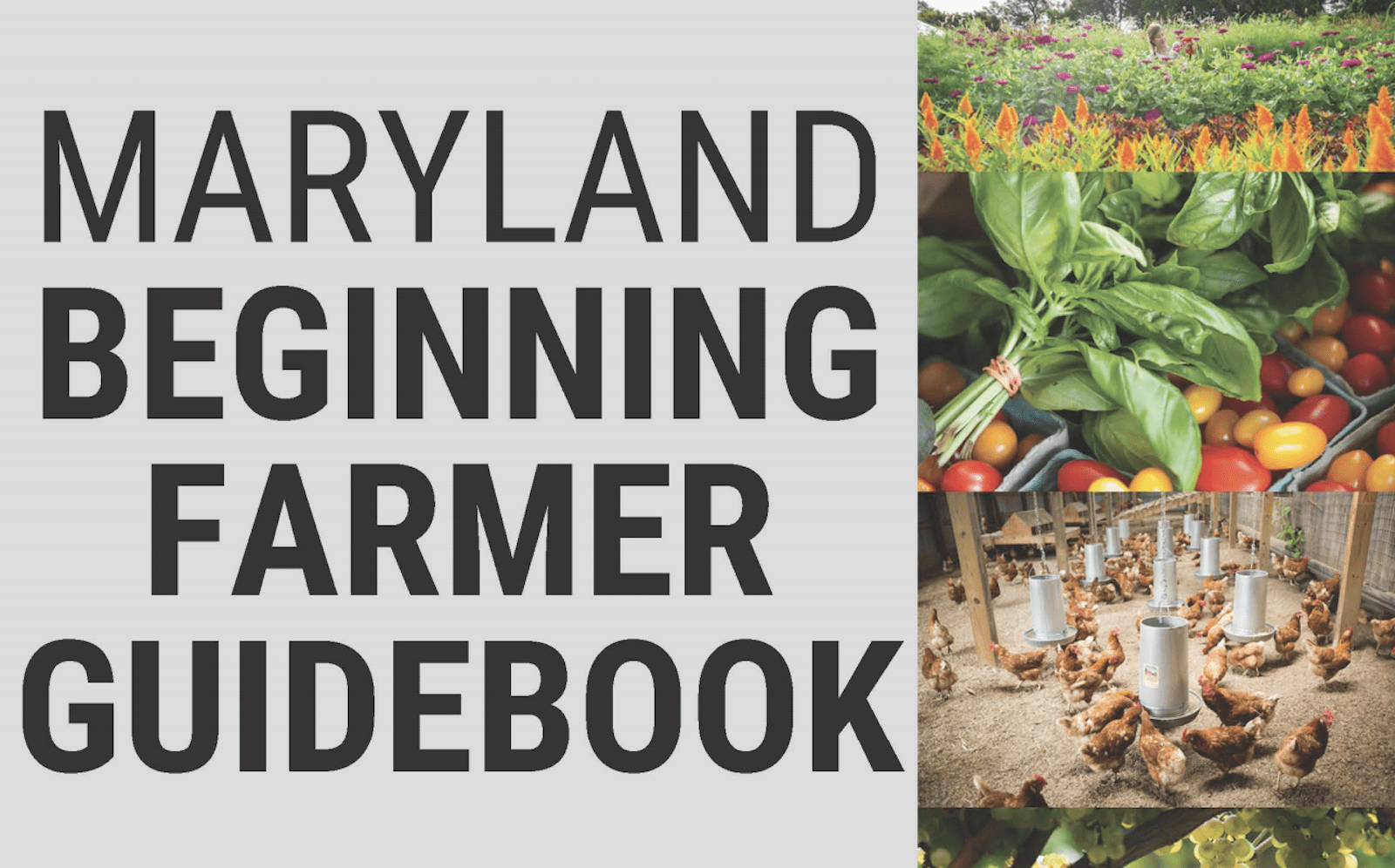 Maryland Beginning Farmer Guidebook text with pictures of cherry tomatoes, basil, chickens, and grapes