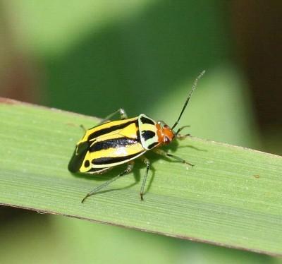 four-lined plant bug adult