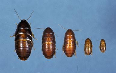 Oriental cockroach life stages
