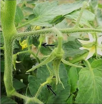 Pedicels of tomato turning yellow prior to aborting
