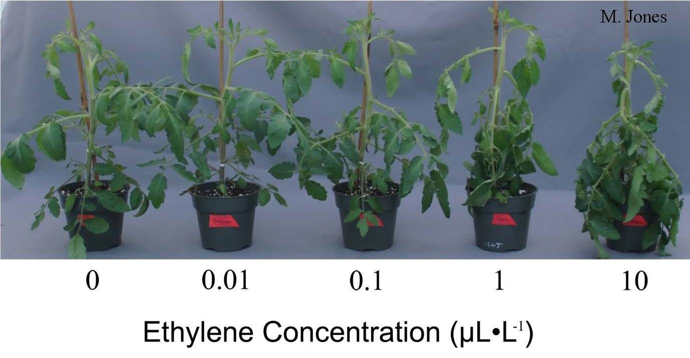 Tomato plants with a downward curling of leaves (epinasty) due to different levels of ethylene exposure.