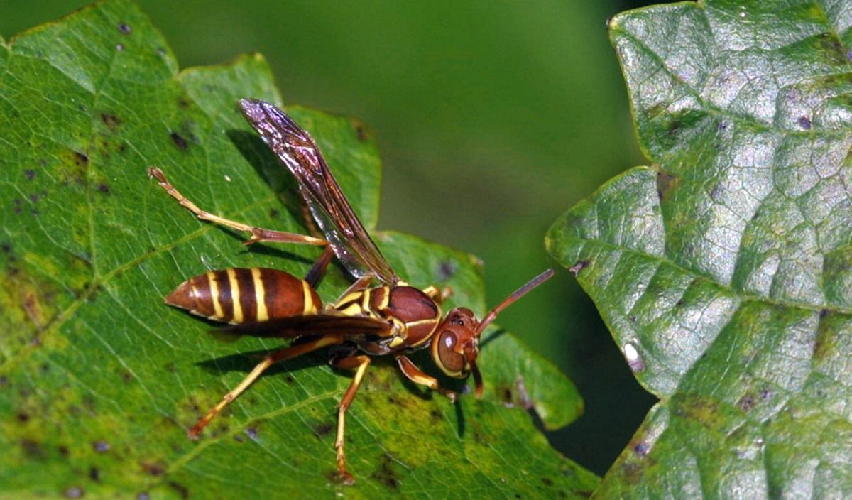 Paper wasp adult