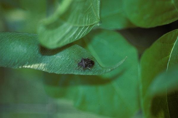 brown stink bug on a leaf