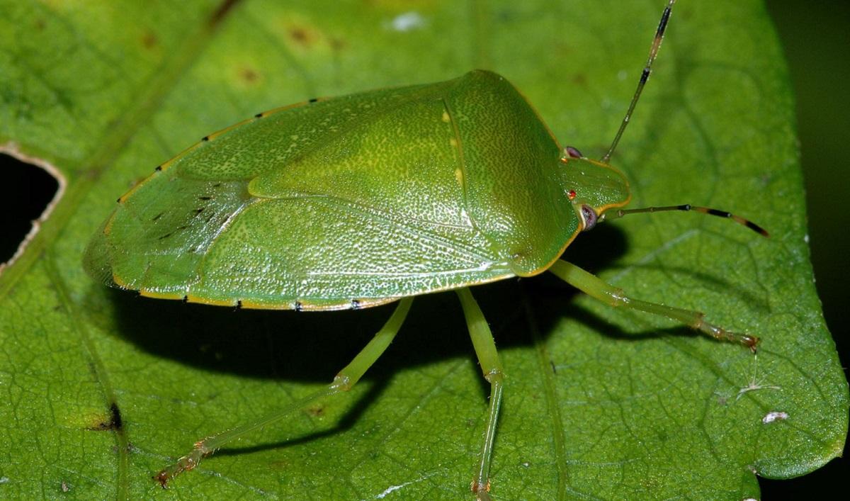 bright green stink bug