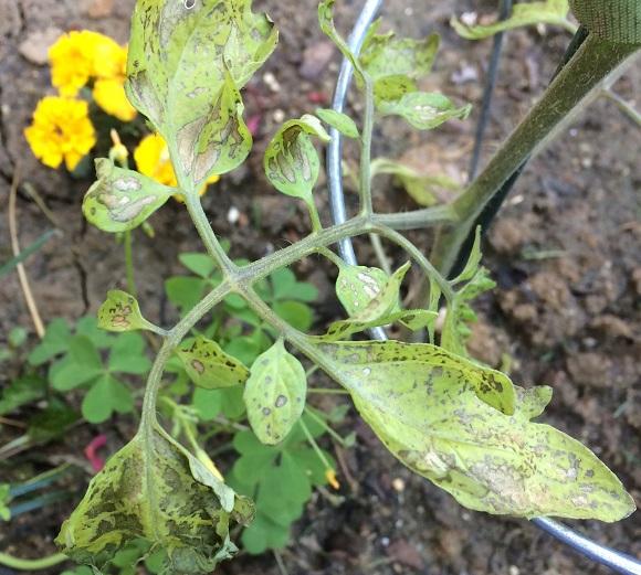 Variable spring weather can cause spots and splotches on the leaves of tender seedlings and transplants