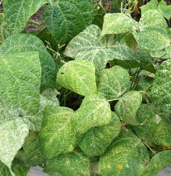 severe damage (stippling) on bean leaves caused by spider mites