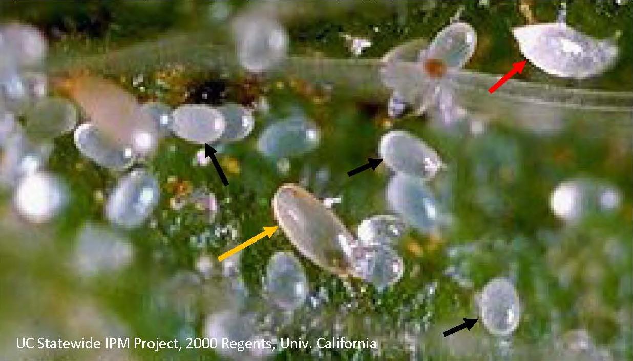 Adult female cyclamen mite (yellow arrow), eggs (black arrows) and larva (red arrow)