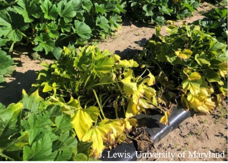 Fig. 1 Squash plants turning yellow and wilting. Image: M Lewis, University of Maryland