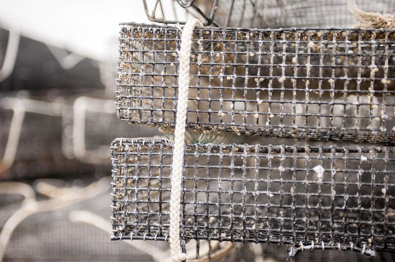 Oyster cages