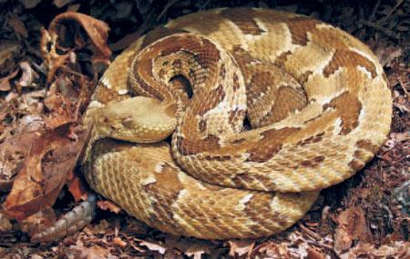 Timber Rattlesnake. Photo courtesy Scott A. Smith.