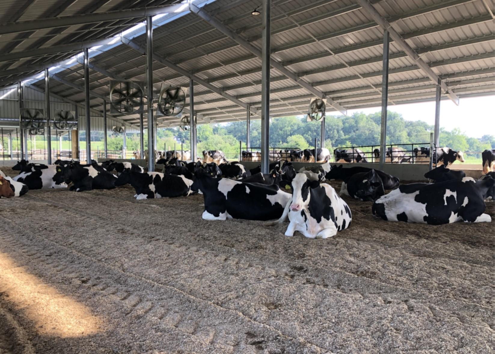 Dairy Cattle laying down in shelter