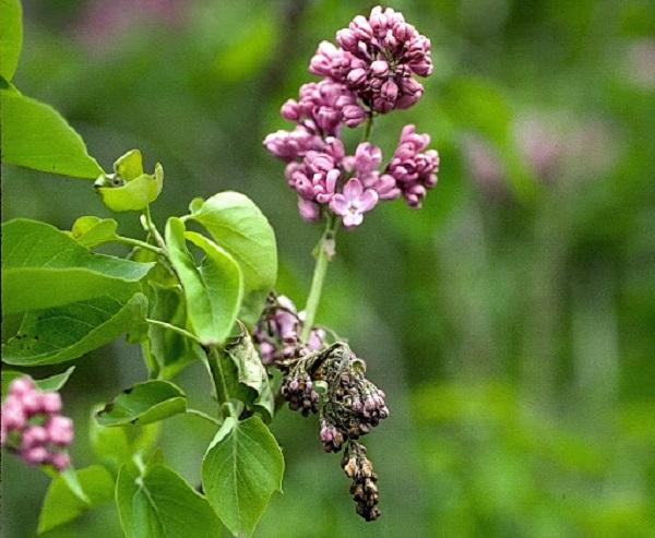 flowering lilac with bacterial blight on stem