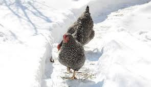 chickens in the snow