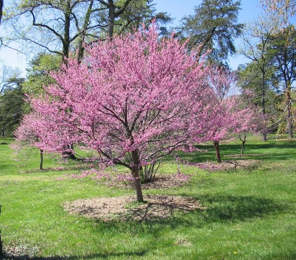 small redbud tree in bloom