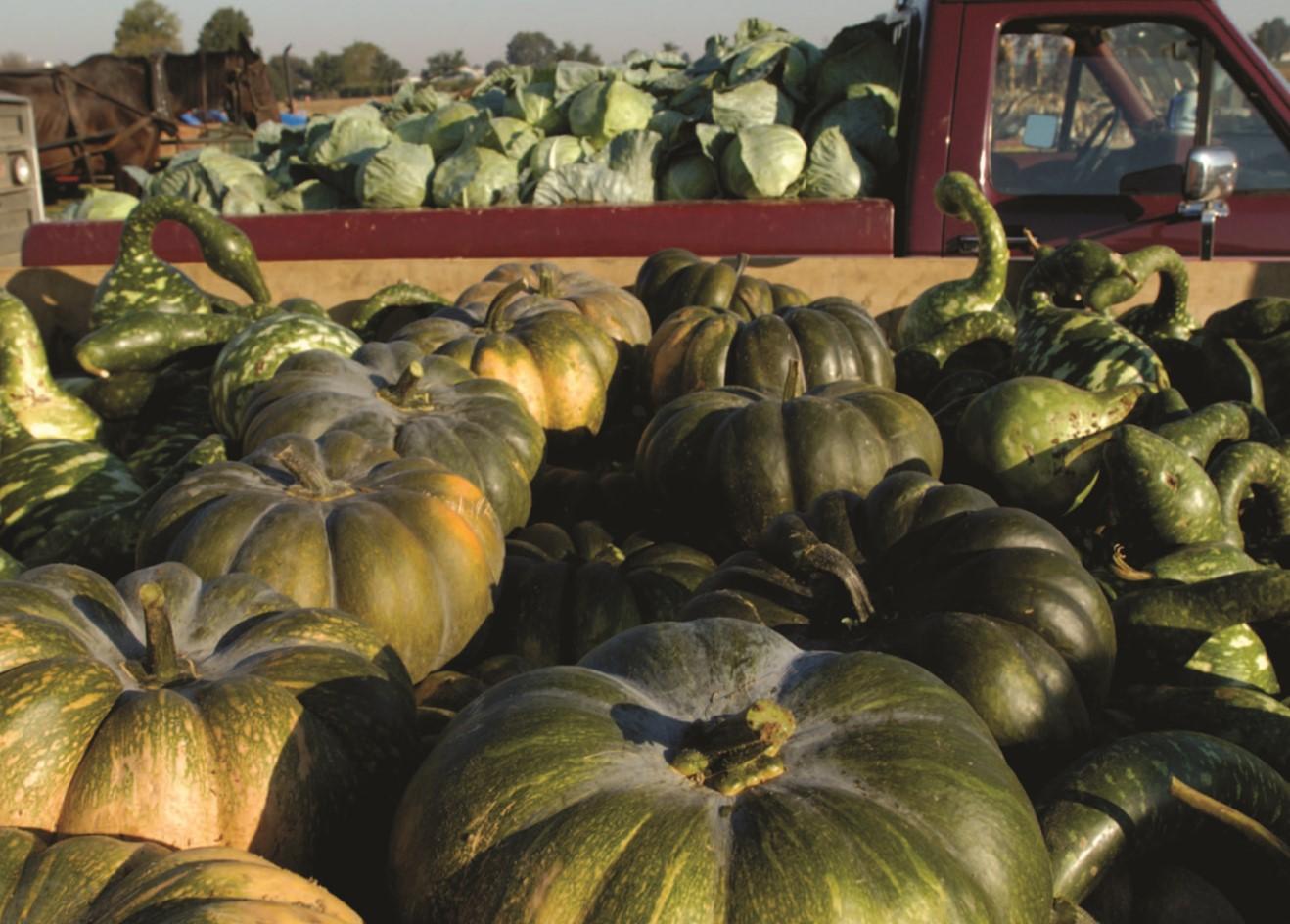 Pick-up trucks loaded with green pumpkins and goards.