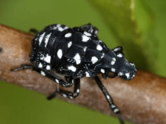 First instar of invasive insect for Brain Tickler