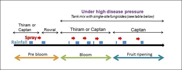  A diagram of what these management strategies would look like for June-bearing cultivars.  Diagram credit: G. Schnabel, Clemson Univ.; used with permission.