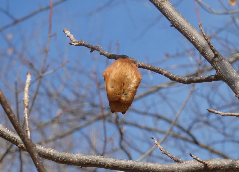 Eastern red bat roosting. Photo by Sue Muller, Maryland Biodiversity Project