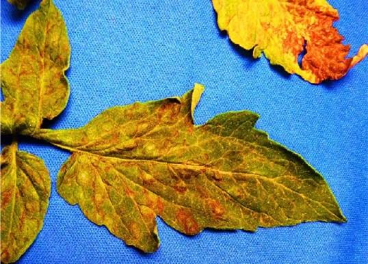 Fig. 1 Tomato leaves with TSWV symptoms. Photo: K. Rane, Univ. Maryland