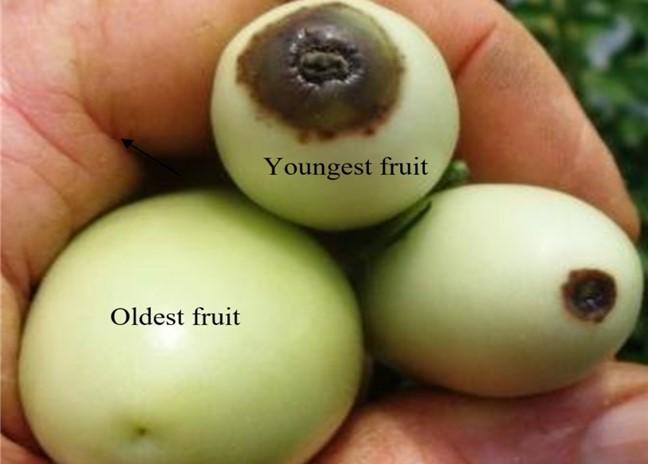 Fig. 2 Older larger fruit received enough Ca, but younger (smaller) fruit did not