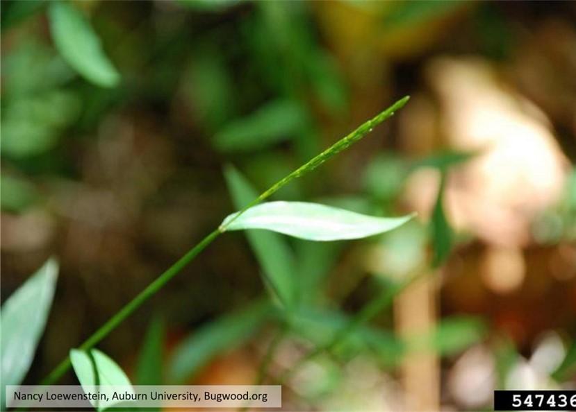 Figure 2. Seed head emerging from Japanese stiltgrass. Photo Credit: Nancy Loewenstein, Auburn University, Bugwood.org