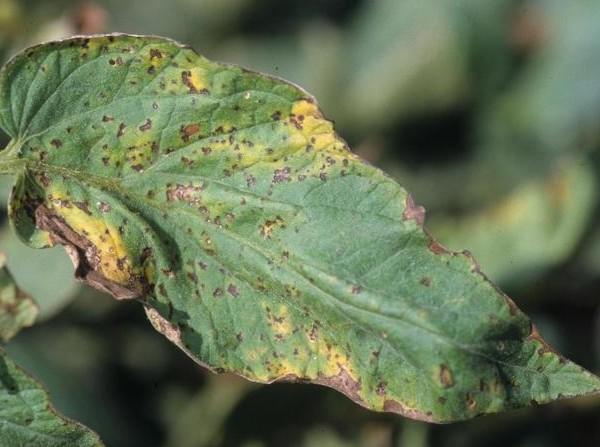 tiny brown spots and yellow sections of a tomato leaf - bacterial disease