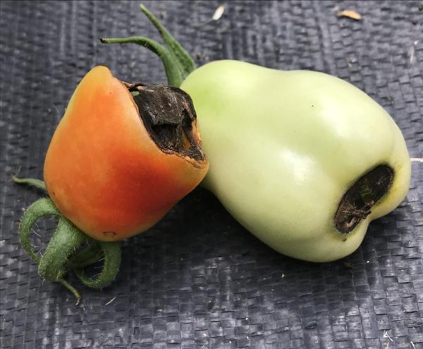 brown sections on the bottom of tomatoes