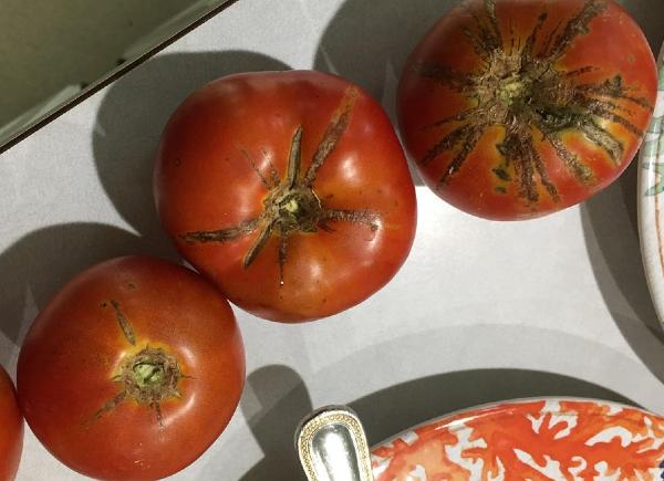 tomatoes with cracks at the top