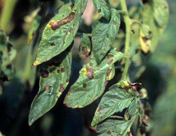 brown and yellow blotches on tomato leaves