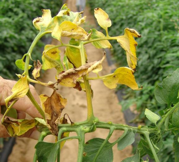 yellow and brown sections of a wilted tomato leaf
