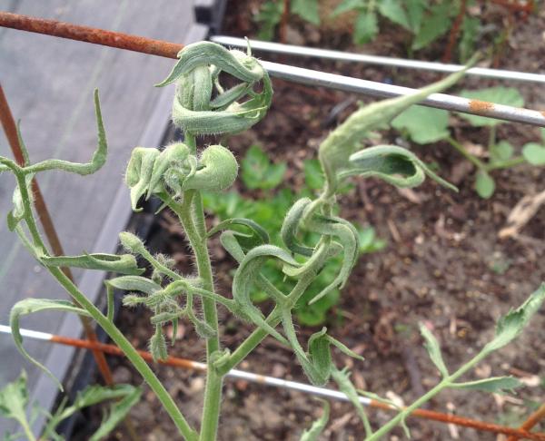 tomato leaves are curled as a result of herbicide exposure