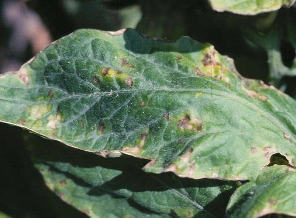 yellow and tan irregular spots on a tomato leaf