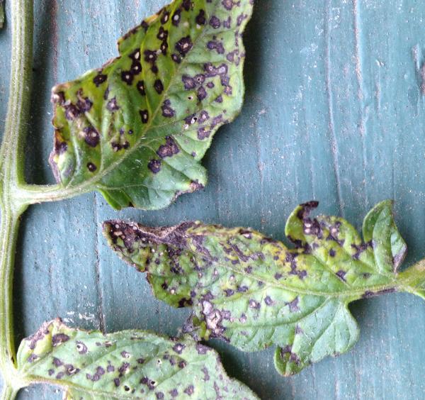 brown and gray spots and yellow on tomato leaves