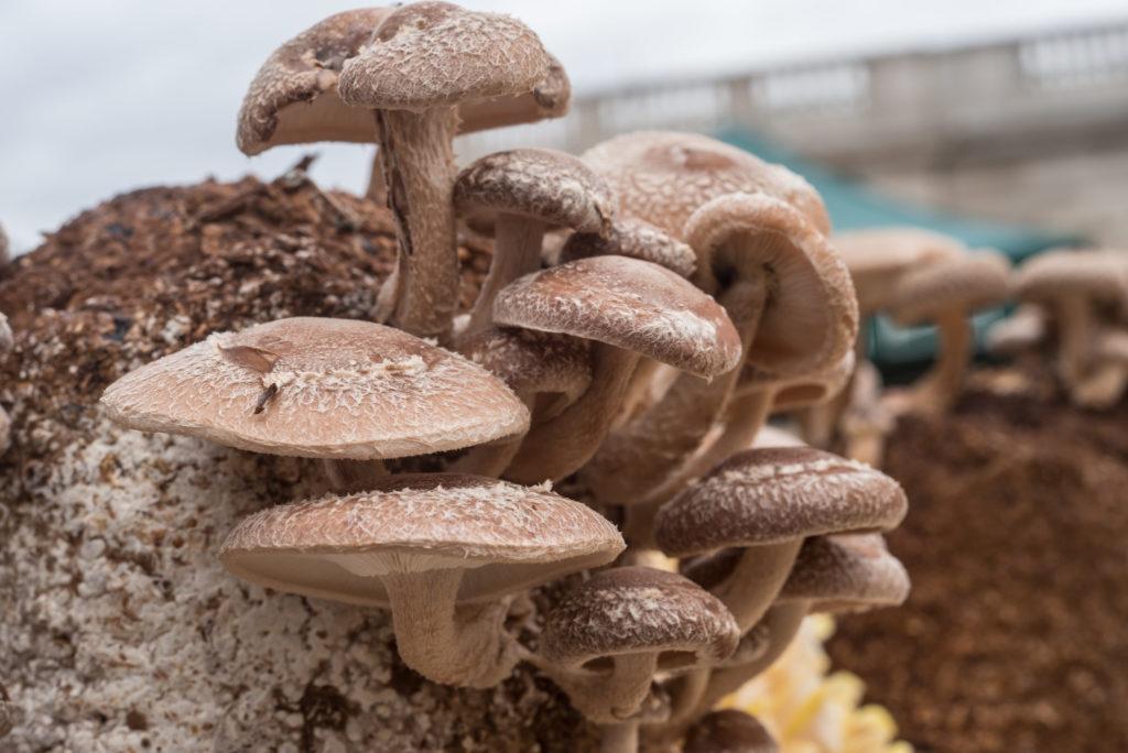 Shitake mushrooms