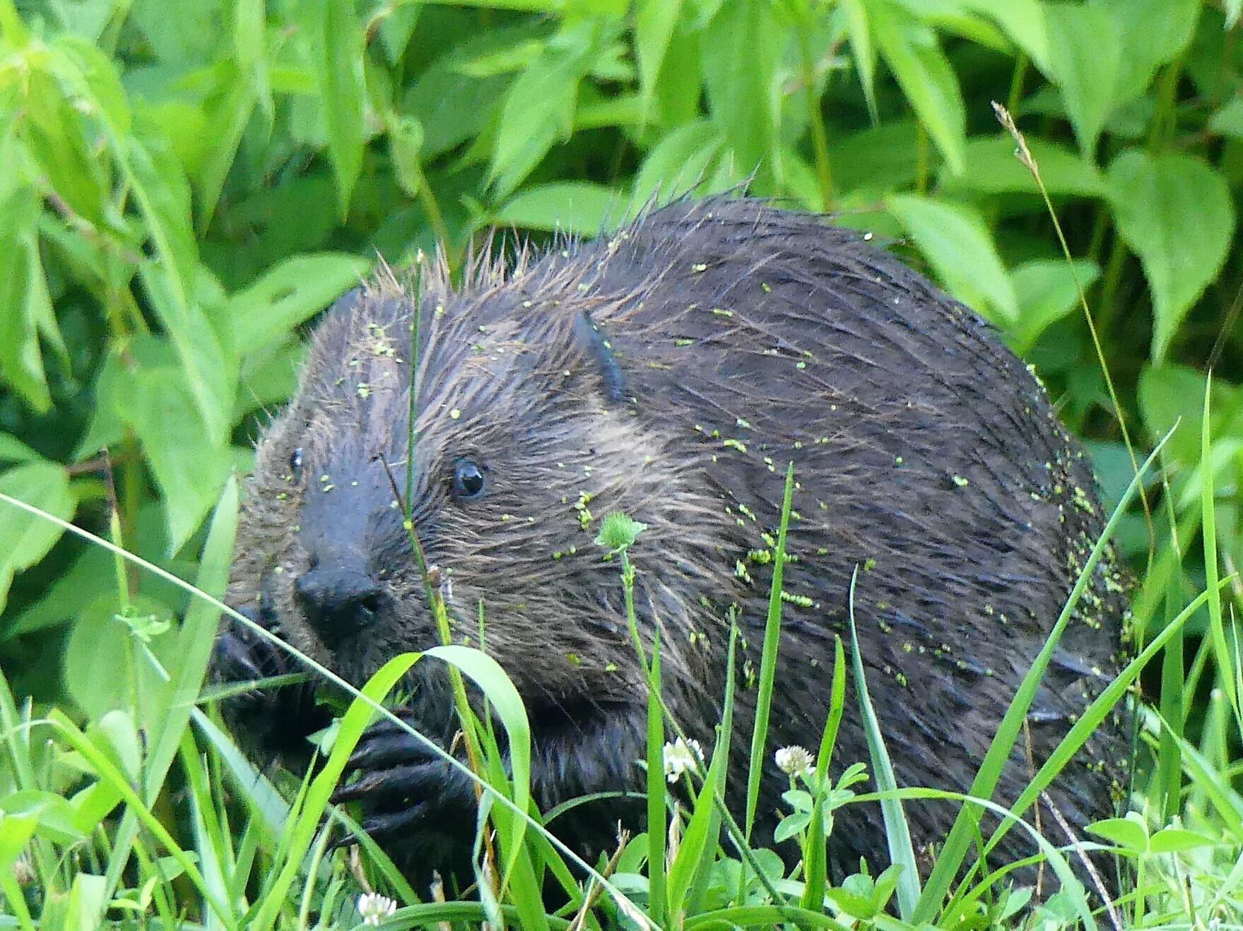 American beaver in Dorchester County, MD. Photo © bev45, iNaturalist.org