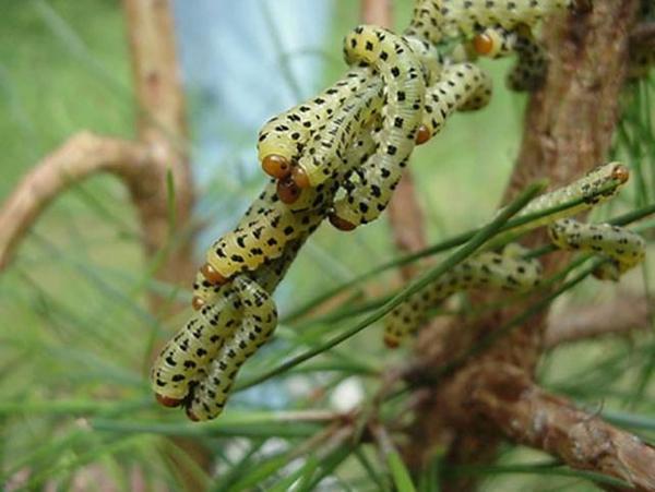 caterpillars - actually sawflies - with green and black spot on pine - they are redheaded pine sawflies
