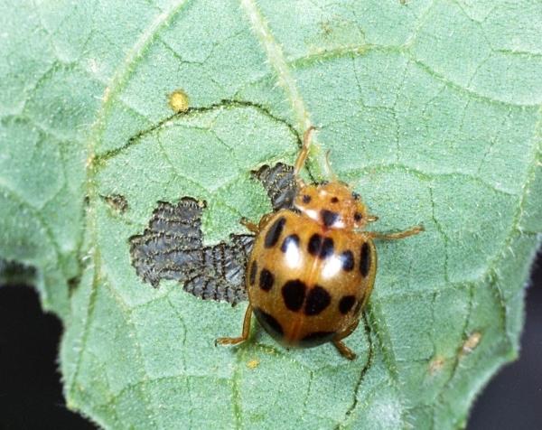 orange insect with black spots chewing on a squash plant leaf