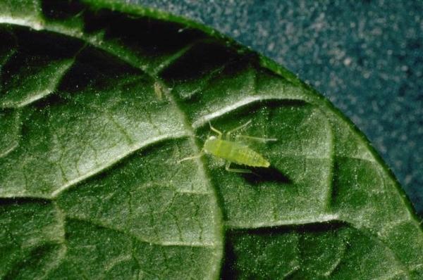 this tiny green insect is a leafhopper nymph