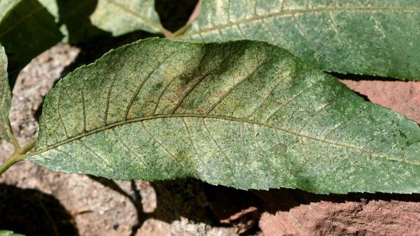 tiny dots on a walnut leaf and leaf turning yellow - leafhopper injury