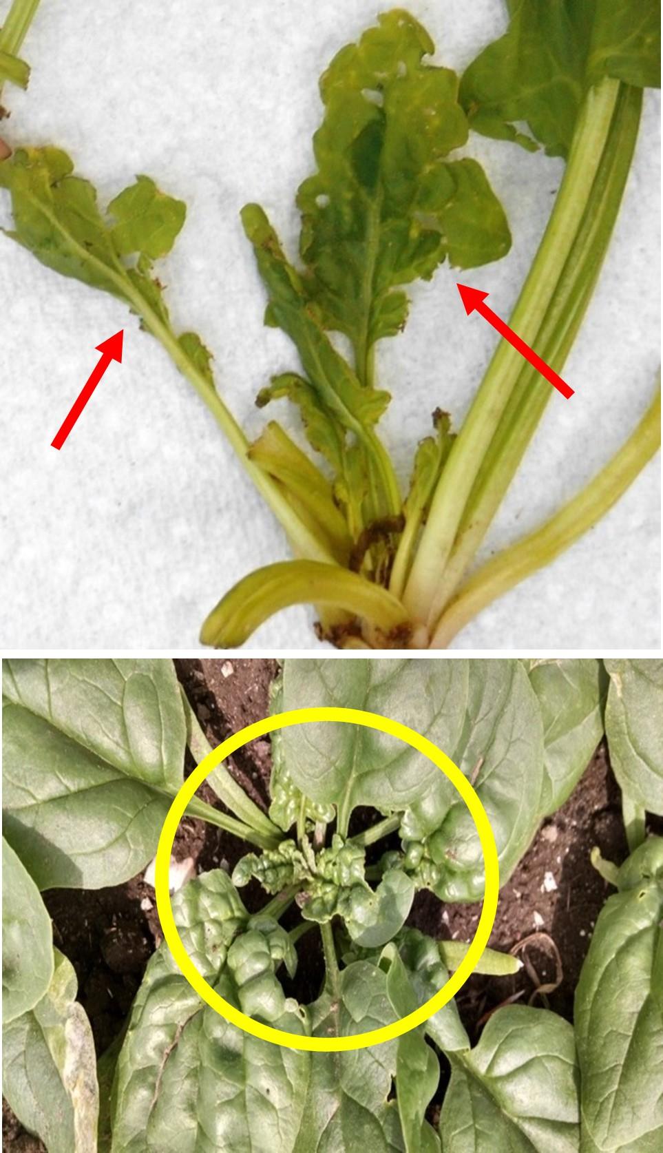 Spinach Crown Mite damage on leaves