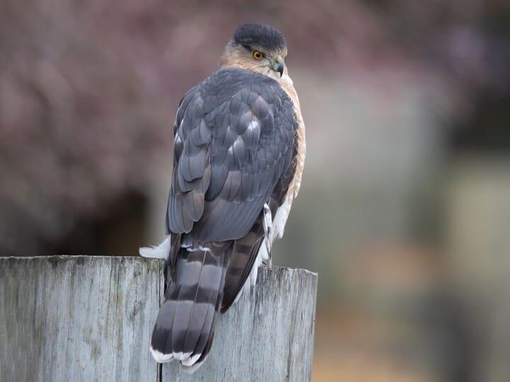 Adult Cooper's Hawk. Photo (c) Brendan Click, Macaulay Library